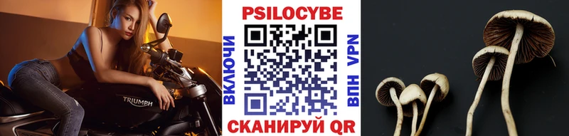omg ссылка  Егорьевск  Галлюциногенные грибы Psilocybine cubensis 